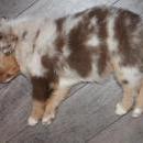 Akiba und Sunnys  Nachwuchs